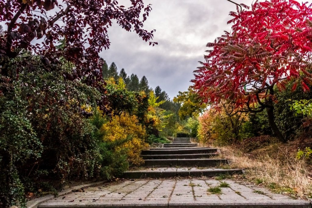 Picture of stairs through a garden