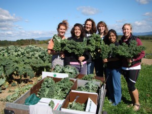 kale gleaning