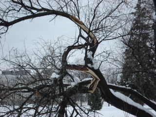 Damage on the Russian Olive
