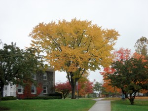 Battell North Elm-fall color