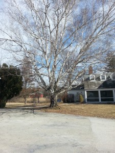 Paper Birch at the McKinley House