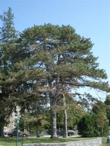 Austrian Pines at Adirondack House