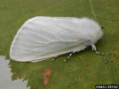 Satin Moth-moth phase. Photo courtesy Perry Hampson, Bugwood.org