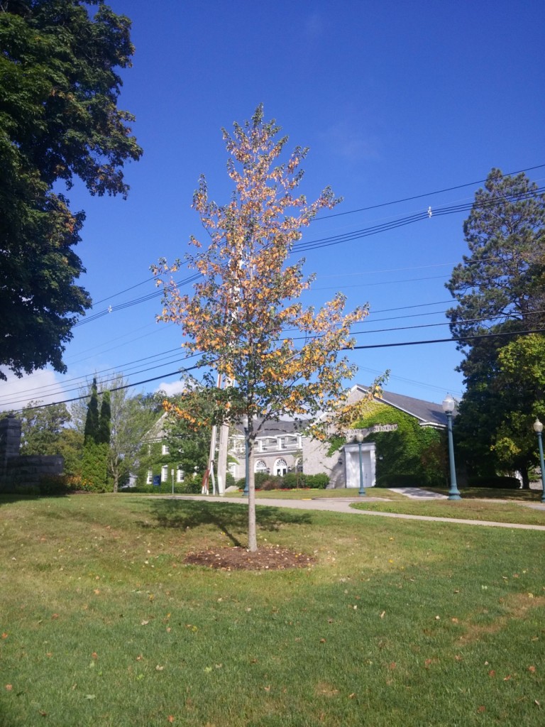 Younger Red maple showing classic drought stress-note interior leaves browning with ends of branches still green