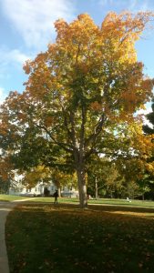 Black Maple turning for fall by Old Chapel