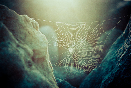 whi-spider-web