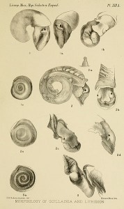 356px-Plate_XIII_A,_Morphology_of_Guillainia_and_Lithidion