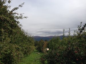 My first adventure to Happy Valley Orchards during fall 2013