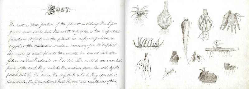 Pages from Annie M Ward's "Notes on Botany," 1850-1860
