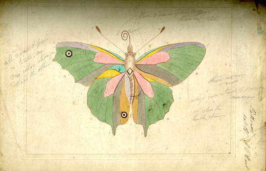 Butterfly diagram from "The Aurelian" by Moses Harris, 1840 
