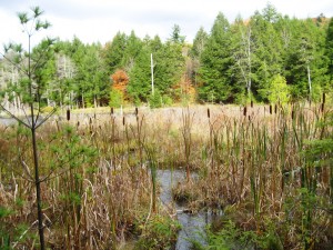 Beavermoose Pond