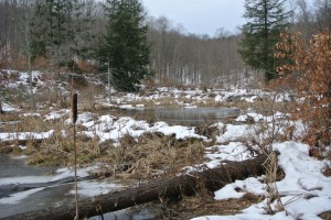 Beaver Ponds on Snake Mt