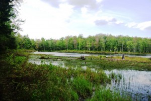 Abbey Pond and swamp