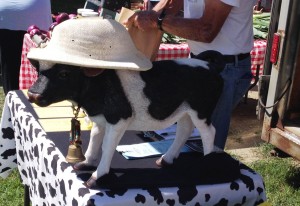 Waitsfield Cow