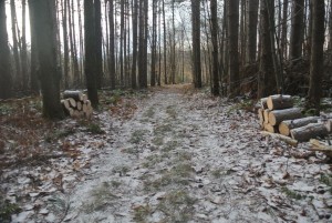 Freshly Cleared Trail