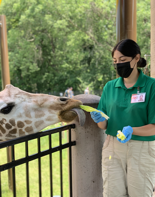 Internship Highlight: Cindy Cardona, 2022 – Animal Care Intern at the Niabi  Zoo