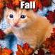 kitty in fall