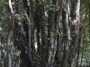 bardigues-multi-stem-tree