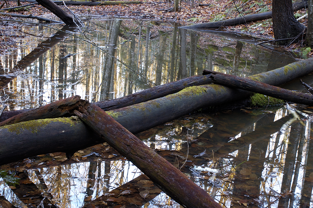 otter-creek-logs