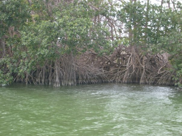 mangrves