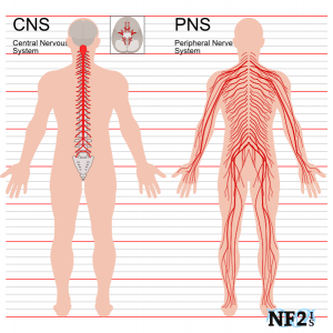 (Figure 1) A diagram of bodily locations the CNS and PNS