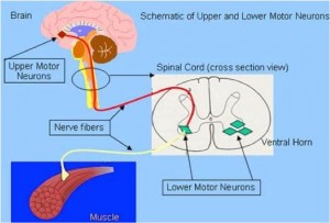 (Figure 4) A diagram depicting the connection between upper and lower motor neurons. UMNs are found in the motor cortex, while LMNs are found in the brain stem and spinal cord.