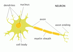 (Figure 2) The basic anatomy of a neuron.