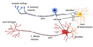 (Figure 3) A depiction of the spatial relationships of the three types of neurons. The interneuron acts as the bridge that conducts signals from sensory neurons to motor neurons.
