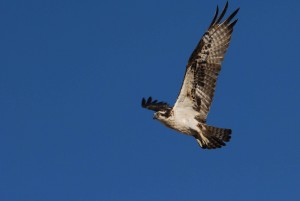 pandion-haliaetus-osprey-bird-in-flight