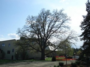 Bur Oak at the Mahaney Center for the Arts