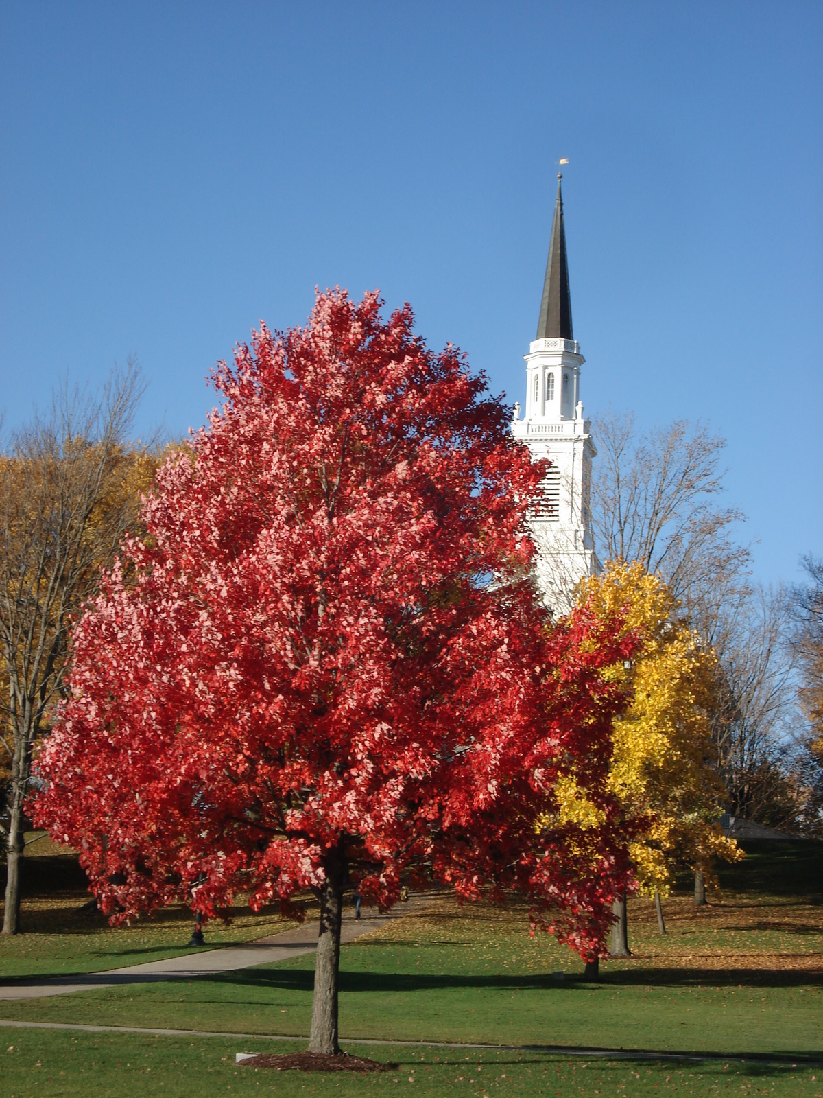 Red Maple and Mead Chapel