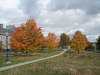 Maples in No-Mow area