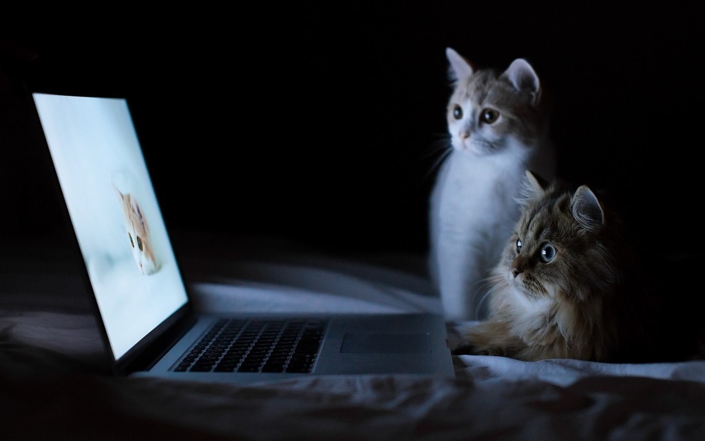 Cat-and-Macbook-Wallpaper-iPhone