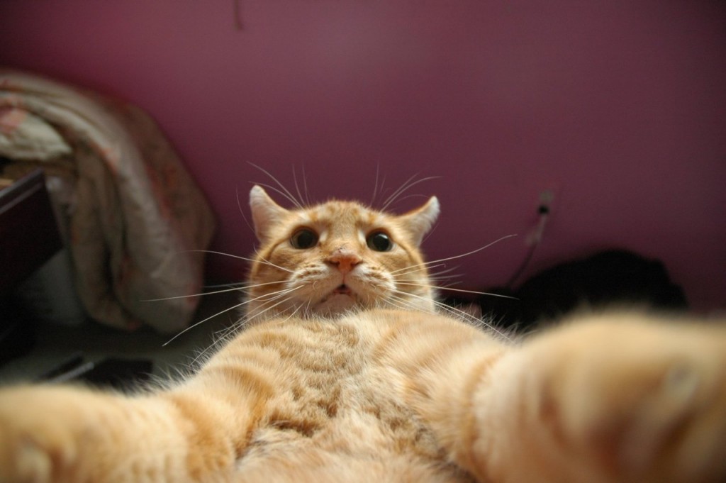 tabby-cats-selfies-animals-cute-selfie-16